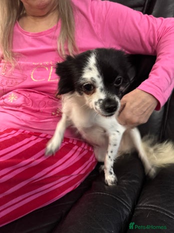 Chihuahua dogs Long haired chihuahua’s - Advert 3