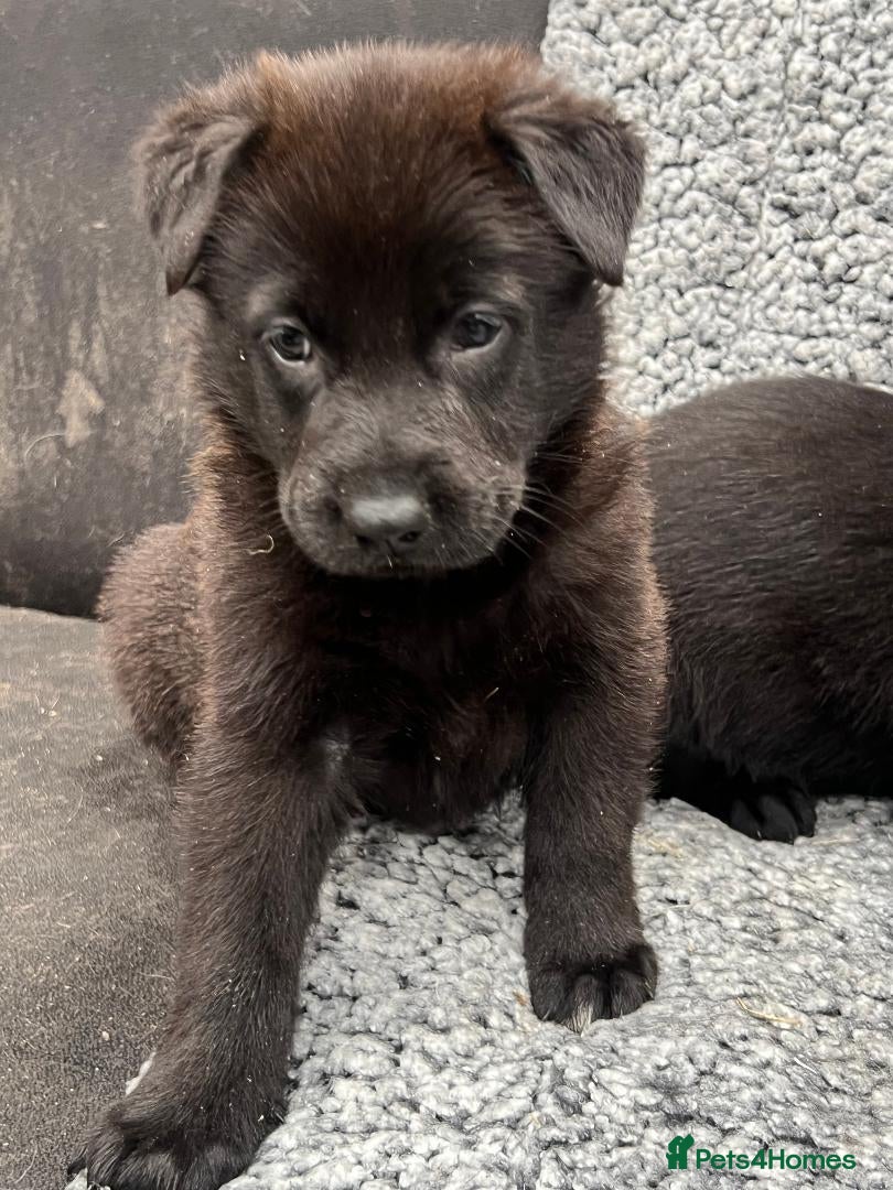 German Shepherd dogs Pure bred German Shepherd puppies - Advert 18