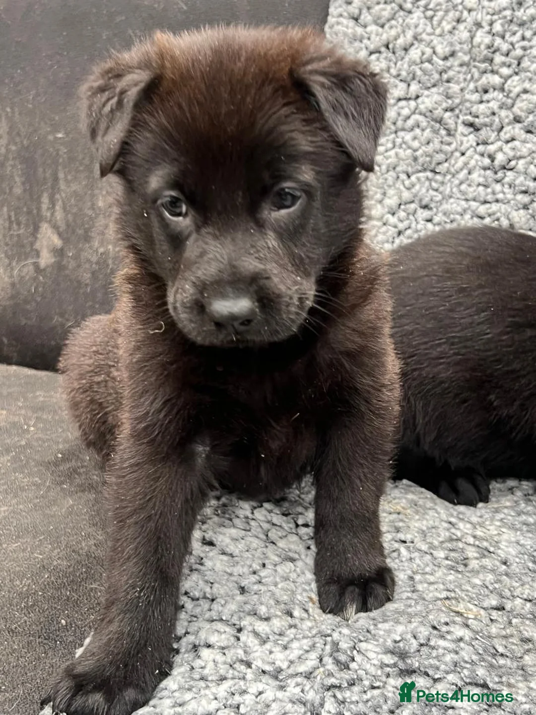 German Shepherd dogs for sale: Pure bred German Shepherd puppies in Bradford - Advert 9