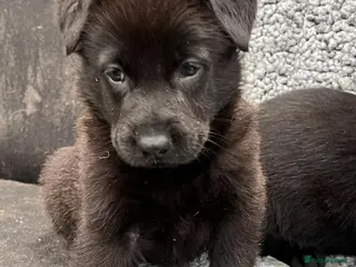 German Shepherd dogs Pure bred German Shepherd puppies - Advert 18