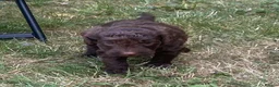 Cockapoo dogs for sale: Cockapoo puppies  in Cranleigh - Advert 3