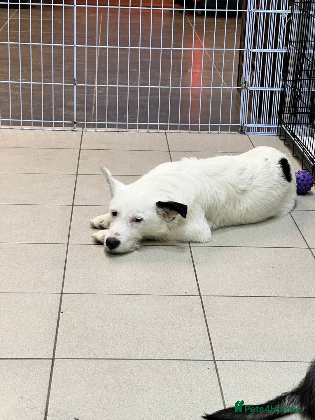 Mixed Breed dogs for adoption: 💖🐶 ATHENA 🐶💖 - Image 3