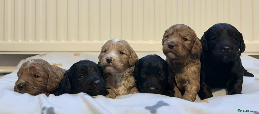 Cockapoo dogs for sale: Perfect Cockerpoo puppies  - Advert 2