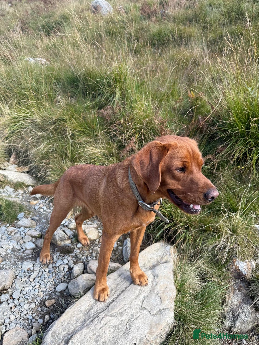Labrador Retriever dogs for sale: Fox Red Male Labrador Retriever 20 months  - Image 3