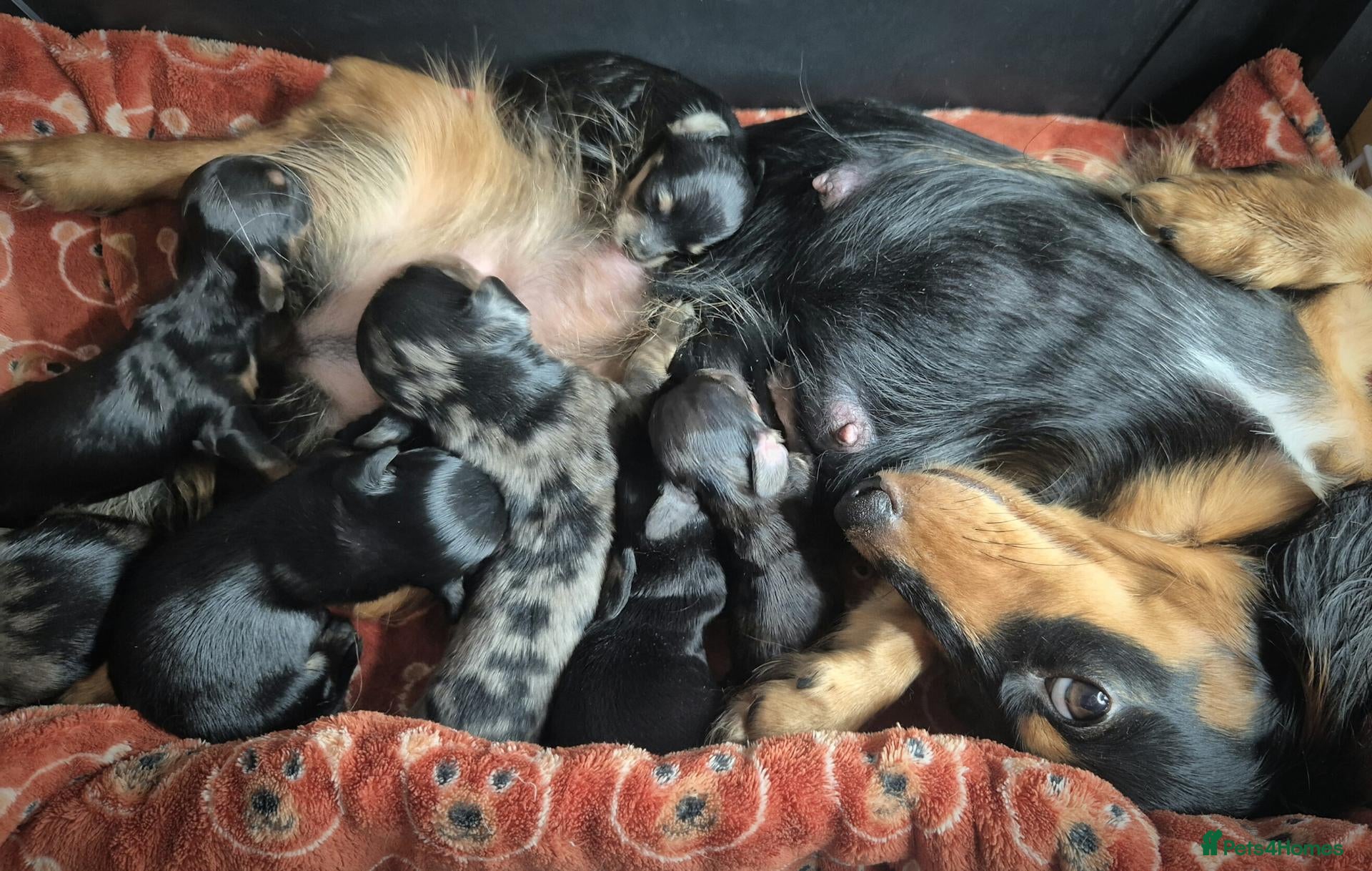 Miniature Dachshund dogs ⚜️KC reg PRA clear Miniature dachshund puppies  - Advert 1