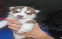 Siberian Husky dogs for sale: Gorgeous Litter of Husky Puppies - Image 34