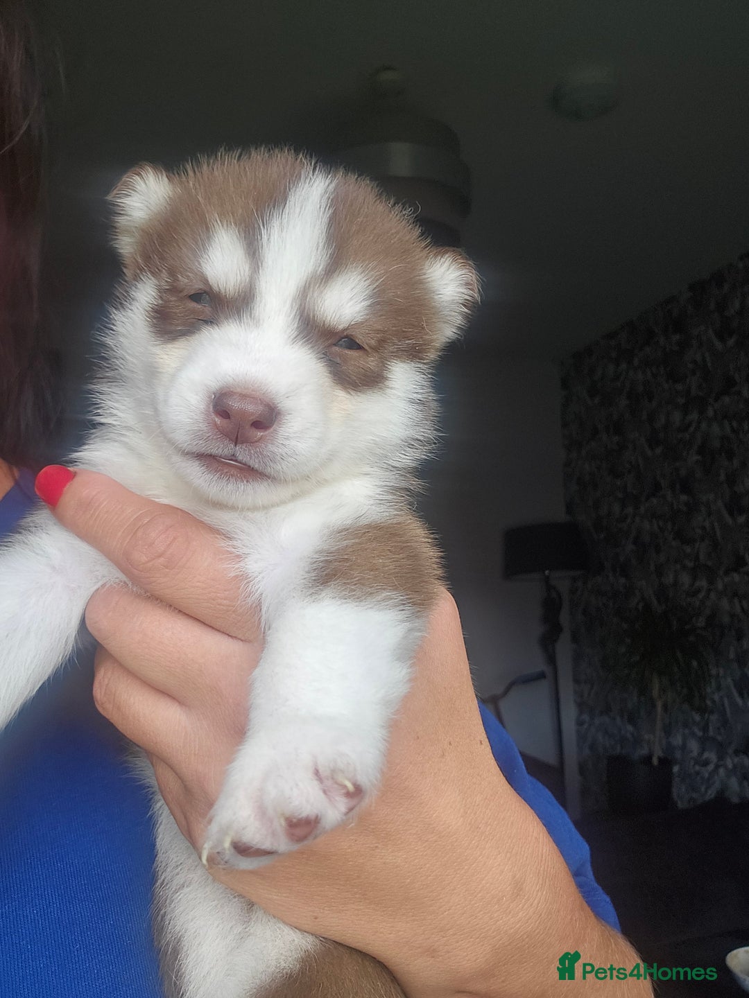 Siberian Husky dogs for sale: Gorgeous Litter of Husky Puppies - Image 34