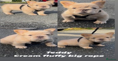 French Bulldog dogs - Advert 2