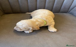 Cockapoo dogs for sale: Cockapoo Puppies - 2 male - 4 female - Image 12