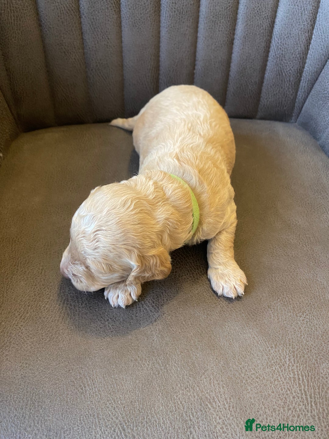 Cockapoo dogs for sale: Cockapoo Puppies - 2 male - 4 female - Image 12