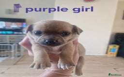 Mixed Breed dogs for sale: Chihuahua x jack russell pups - Image 5