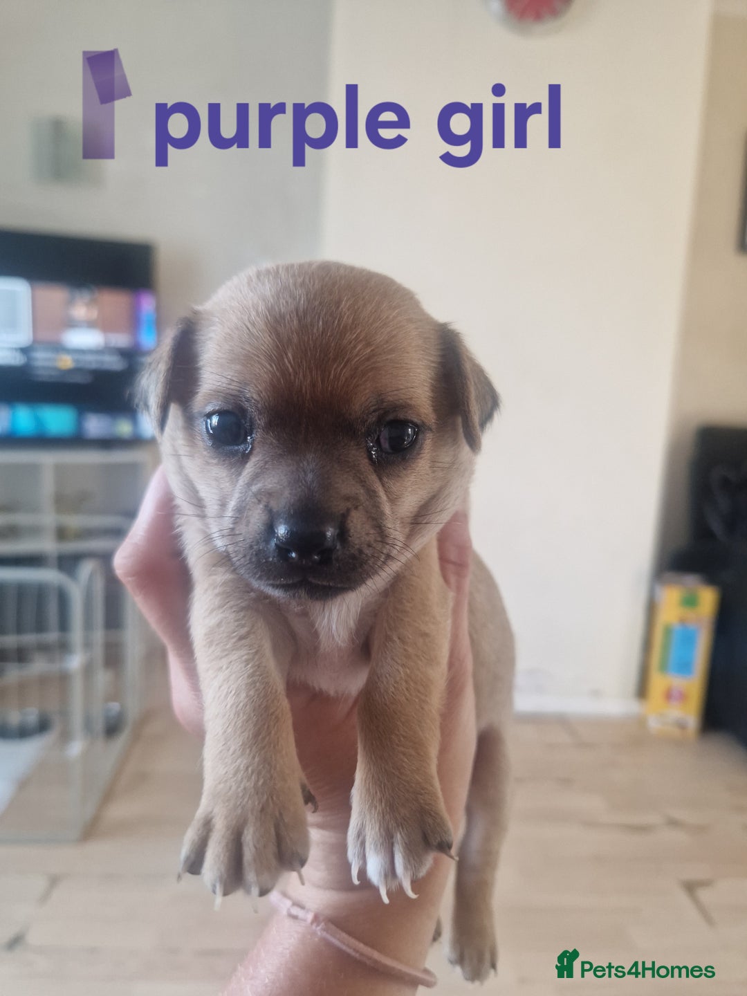 Mixed Breed dogs for sale: Chihuahua x jack russell pups - Image 5