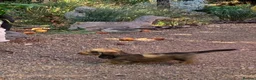 Dachshund dogs for sale: Ready now top quality KC Reg - Advert 13