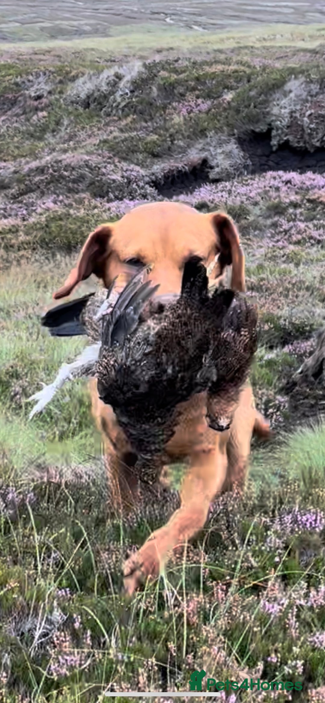 Labrador Retriever dogs for stud: KC REG FULLY HEALTH TESTED WORKING DARK RED STUD in Hawes - Image 15