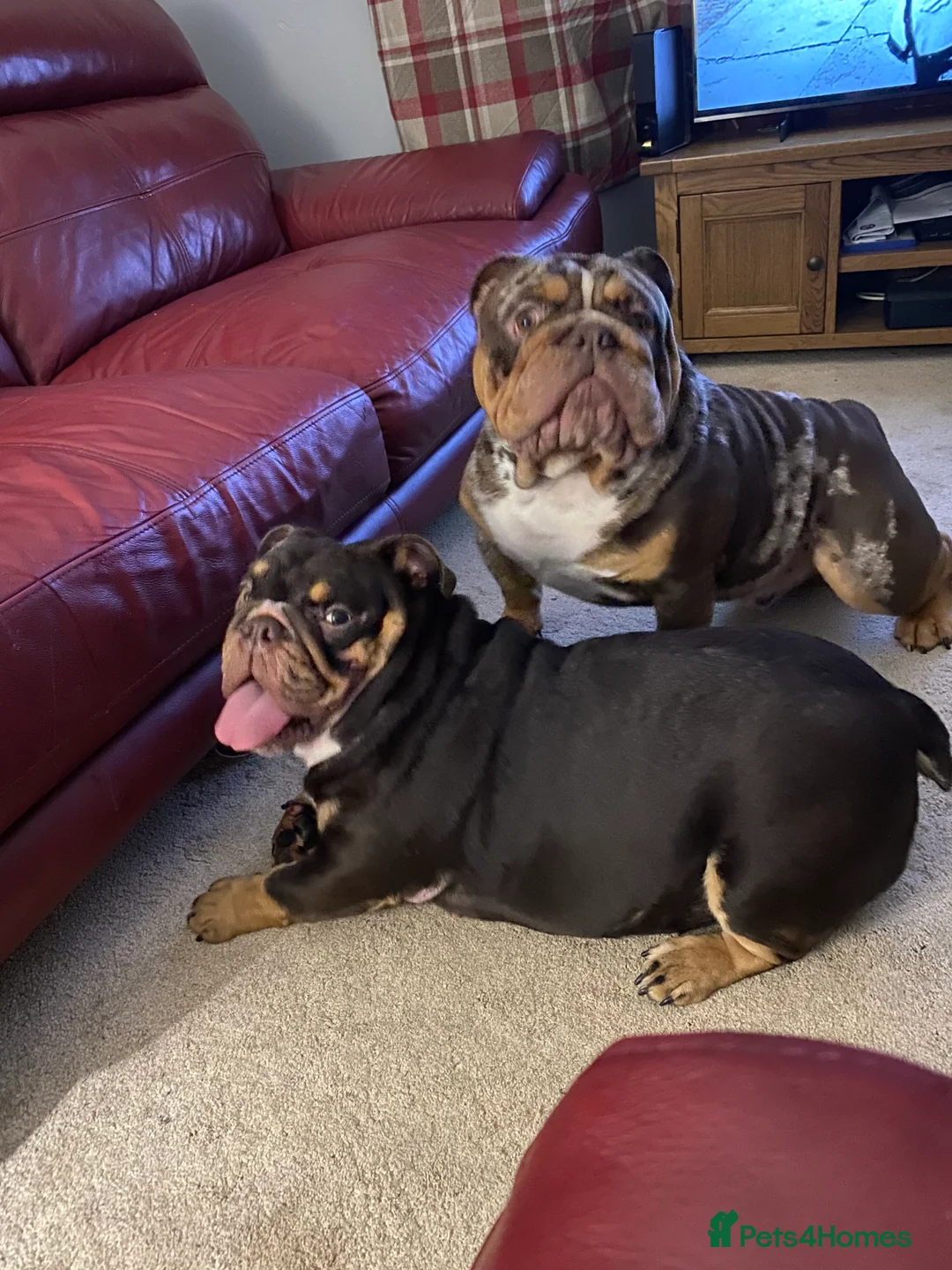 English Bulldog dogs for stud: 💙🍫FRANK🍫💙 in Southampton - Advert 25