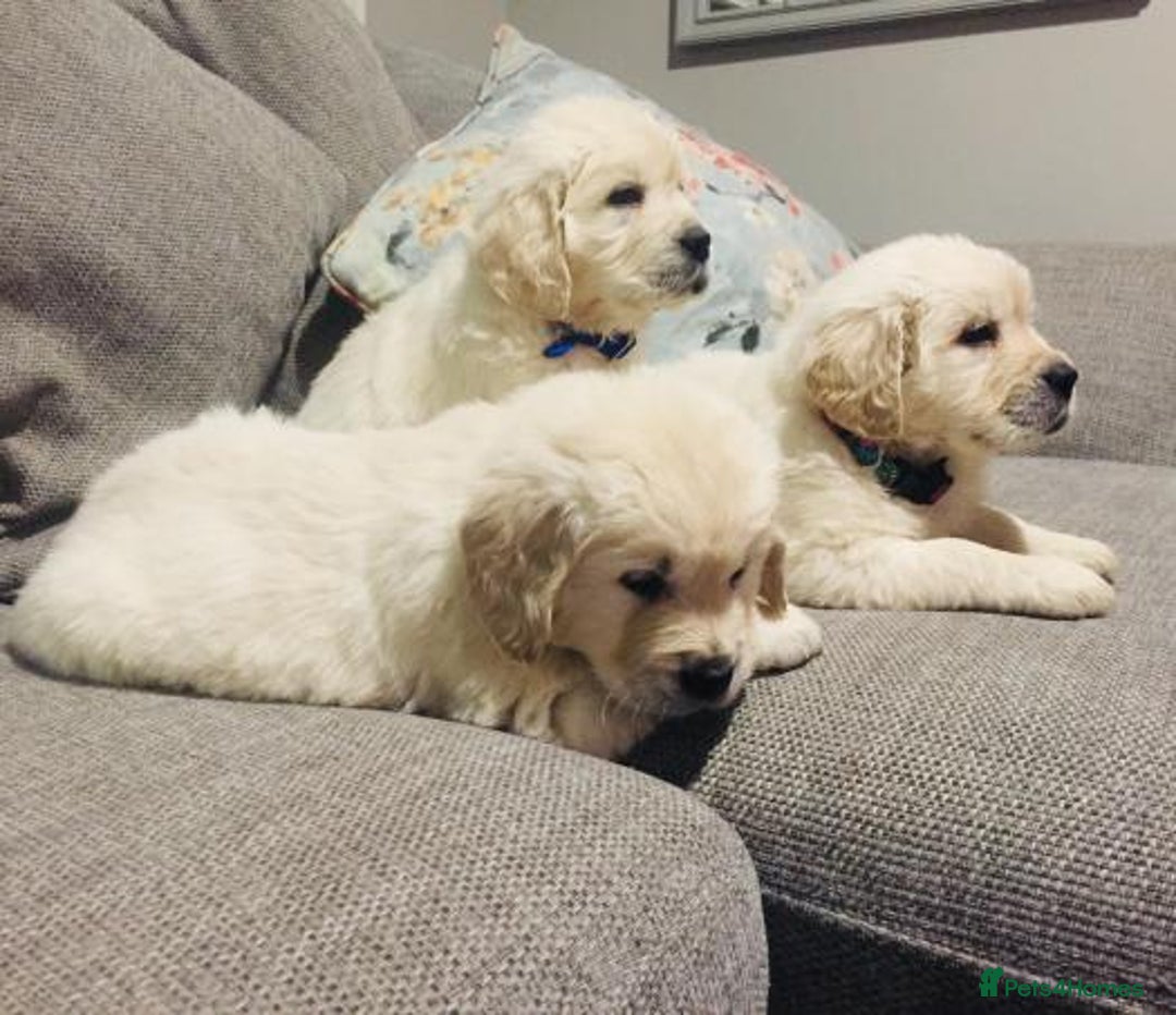 Golden Retriever dogs for sale: CHUNKY CREAM RETRIVER PUPPIES  - Image 3