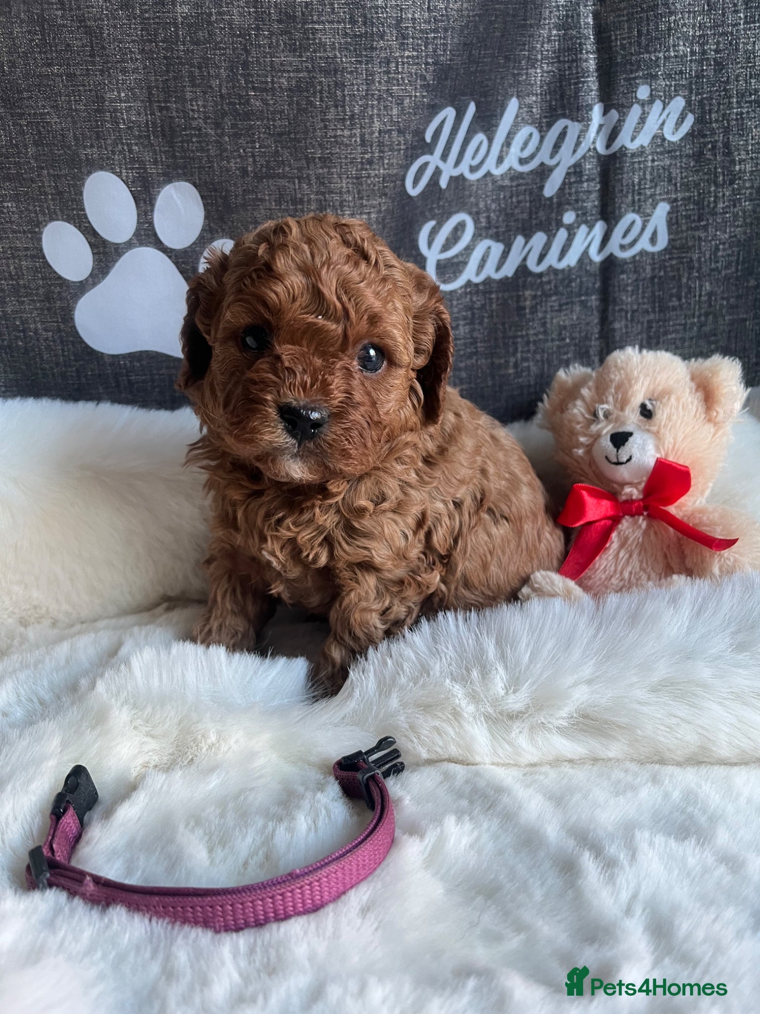 Cavapoo dogs 5*Licenced F1b Male Cavapoo Puppies - Advert 1