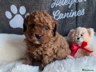 Cavapoo dogs for sale: 5*Licenced F1b Male Cavapoo Puppies - Advert 1