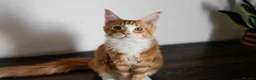 Maine Coon cats for sale: 5 Beautiful Russian Import Kittens TICA - Advert 9
