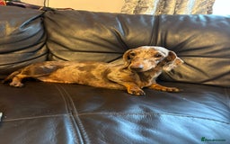Mixed Breed dogs for sale: daxipoos puppies for sale - Image 9
