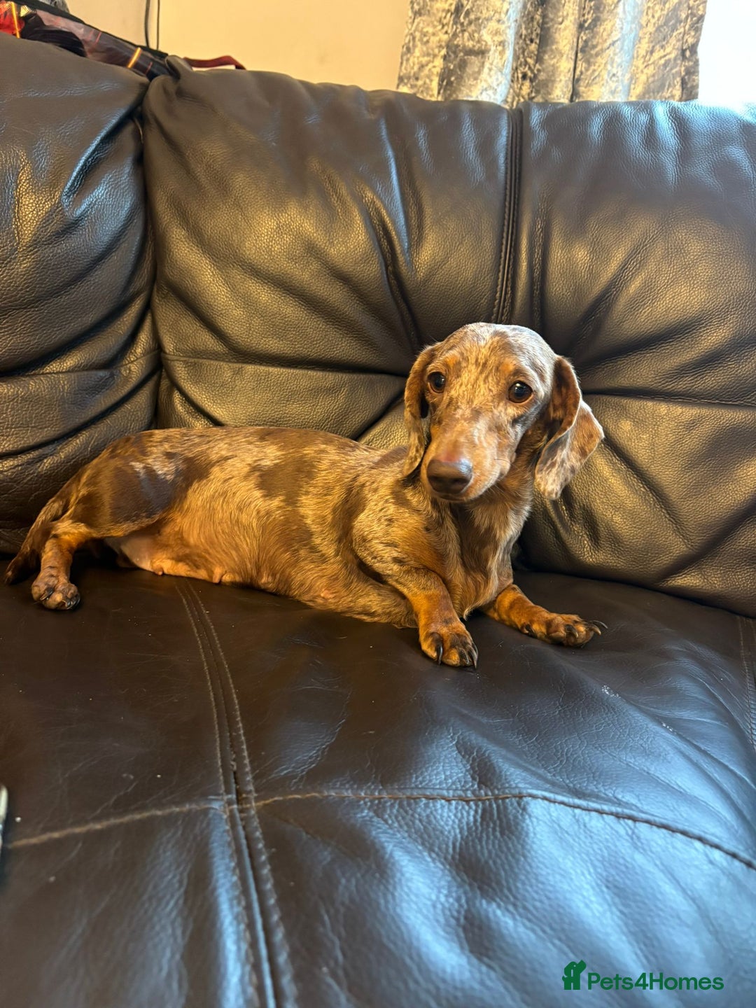 Mixed Breed dogs for sale: daxipoos puppies for sale - Image 9