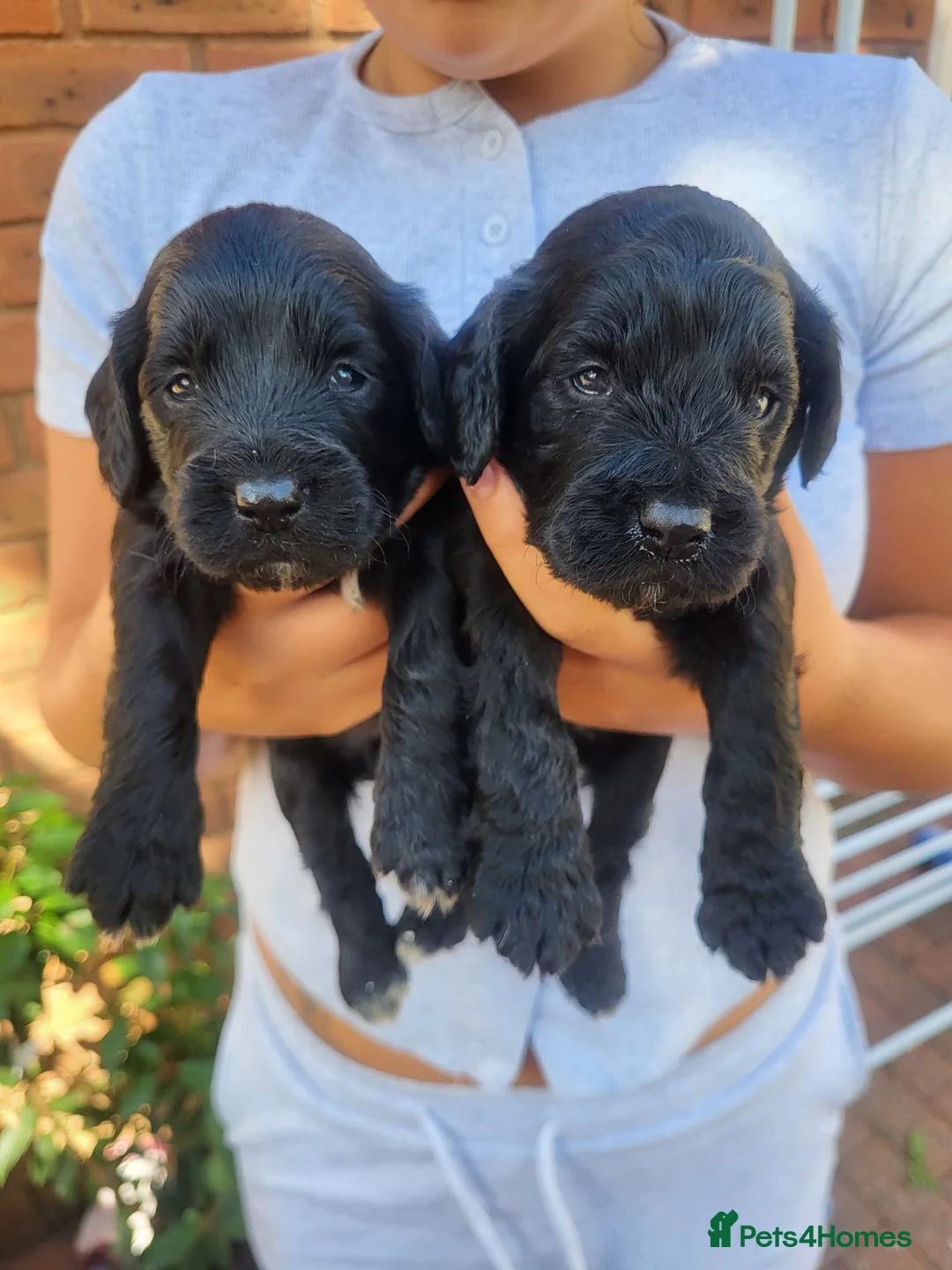 Cockapoo dogs for sale: Toy cockapoo puppies - Advert 1