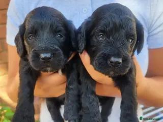 Cockapoo dogs Toy cockapoo puppies - Advert 1