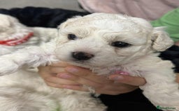 Bichon Frise dogs for sale: Adorable Bichon Frisée Puppies for sale  - Image 17