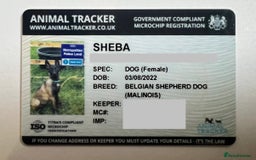 Belgian Shepherd Dog dogs for sale: 🐶Belgian Malinois Shepherd🐶 working dogs in Esher - Image 6