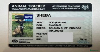 Belgian Shepherd Dog dogs in Esher - Advert 4