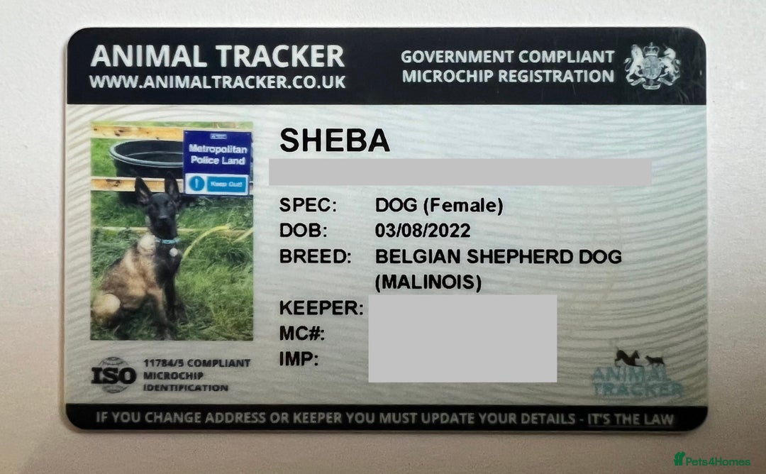 Belgian Shepherd Dog dogs for sale: 🐶Belgian Malinois Shepherd🐶 working dogs in Esher - Image 6