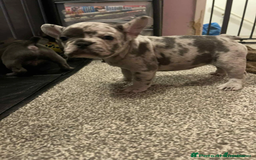 French Bulldog dogs for sale: Charming selection of French Bulldog puppies - Image 5