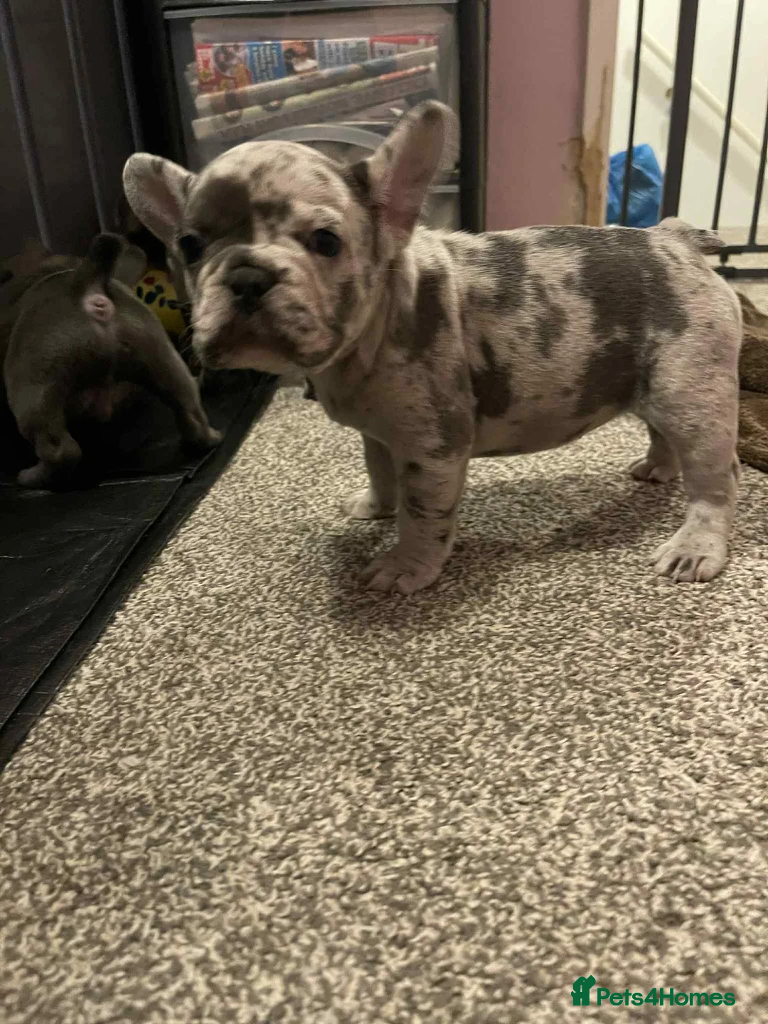 French Bulldog dogs for sale: Charming selection of French Bulldog puppies - Image 5