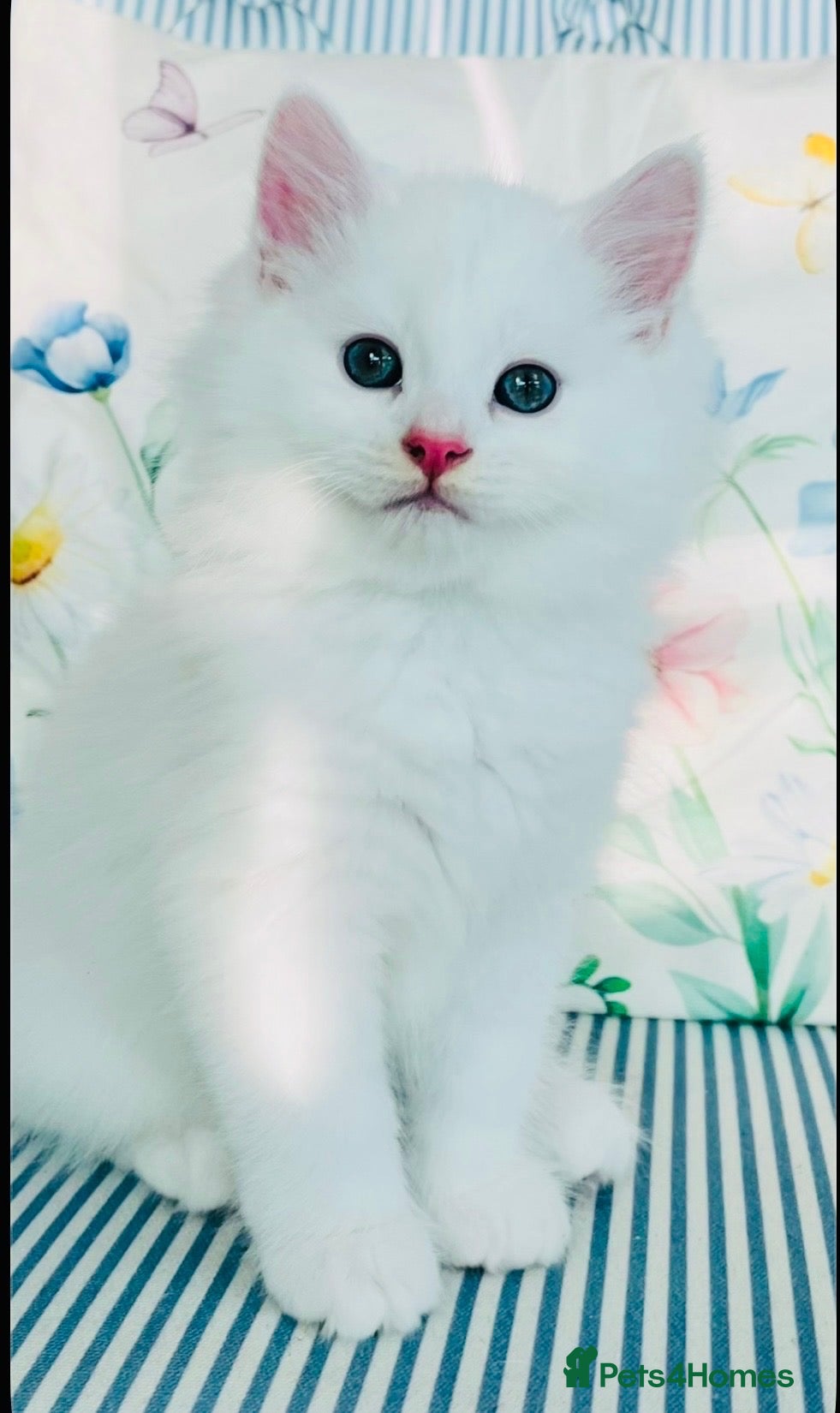 Persian cats Persian cross Angora kittens  - Advert 18
