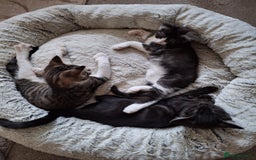 Maine Coon cats for sale: Maine Coon cross breed kittens 😸 😍  - Image 3
