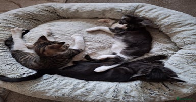 Maine Coon cats - Advert 11