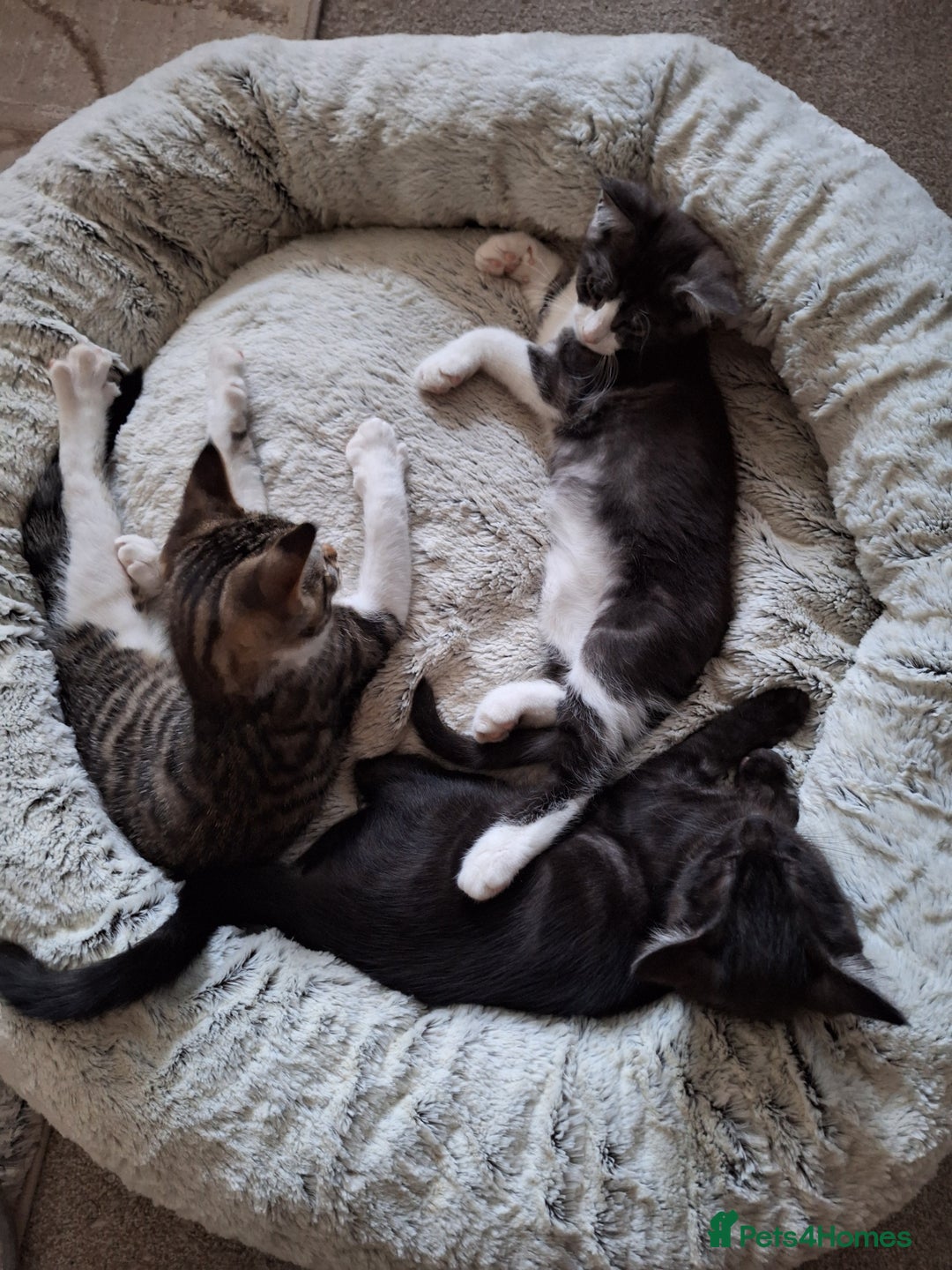 Maine Coon cats for sale: Maine Coon cross breed kittens 😸 😍  - Image 3