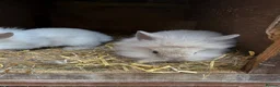 Lionhead rabbits for sale: 3x gorgeous fluffy lionhead bunnies ready to go  - Advert 13
