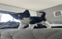 British Shorthair cats for sale: Tuxedo Kittens  - Image 3