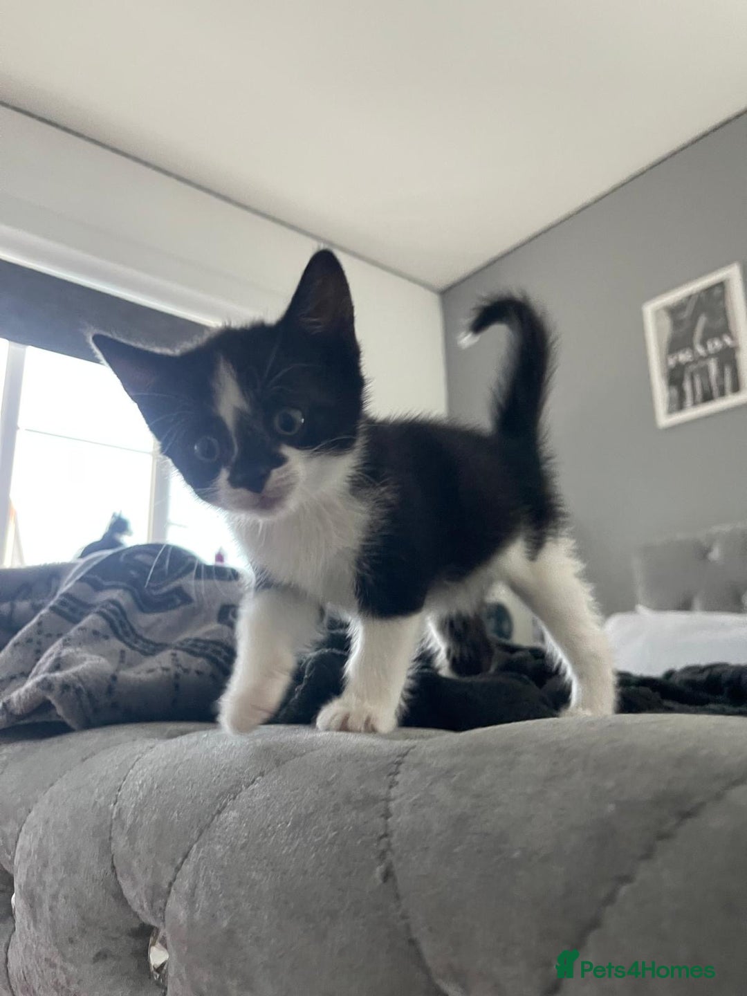 British Shorthair cats for sale: Tuxedo Kittens  - Image 3
