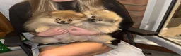 Pomeranian dogs for sale: 2 Gorgeous X-Small Pom Girls  - Advert 11