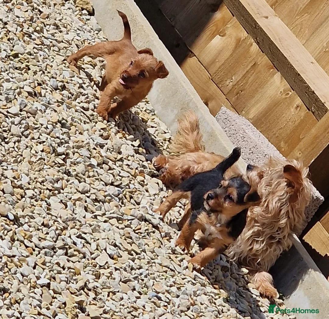 Mixed Breed dogs for sale: Jack russell males  in Oxford - Advert 4