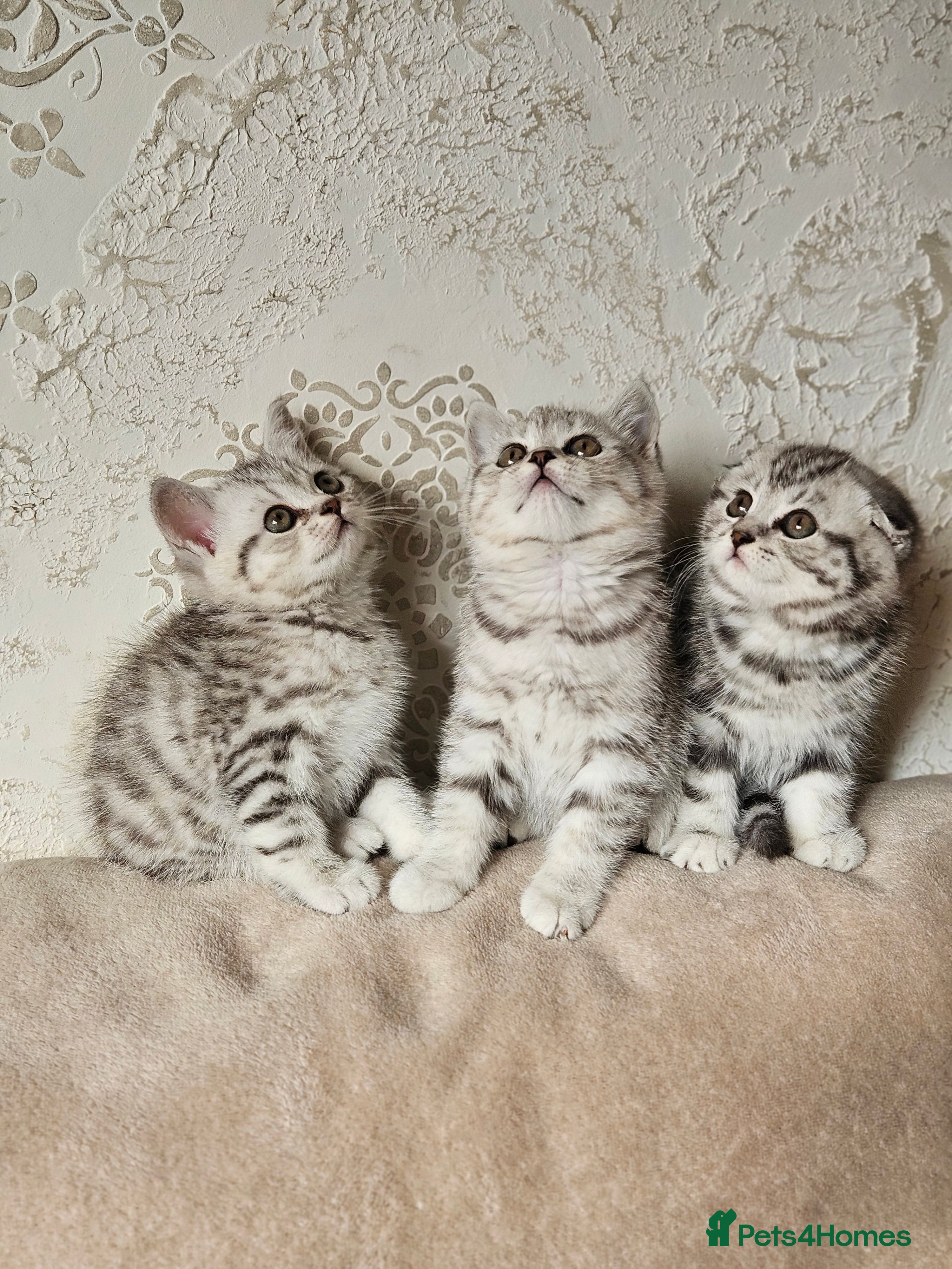 Scottish Fold cats Scotish fold beautiful kittens 😸  - Advert 14