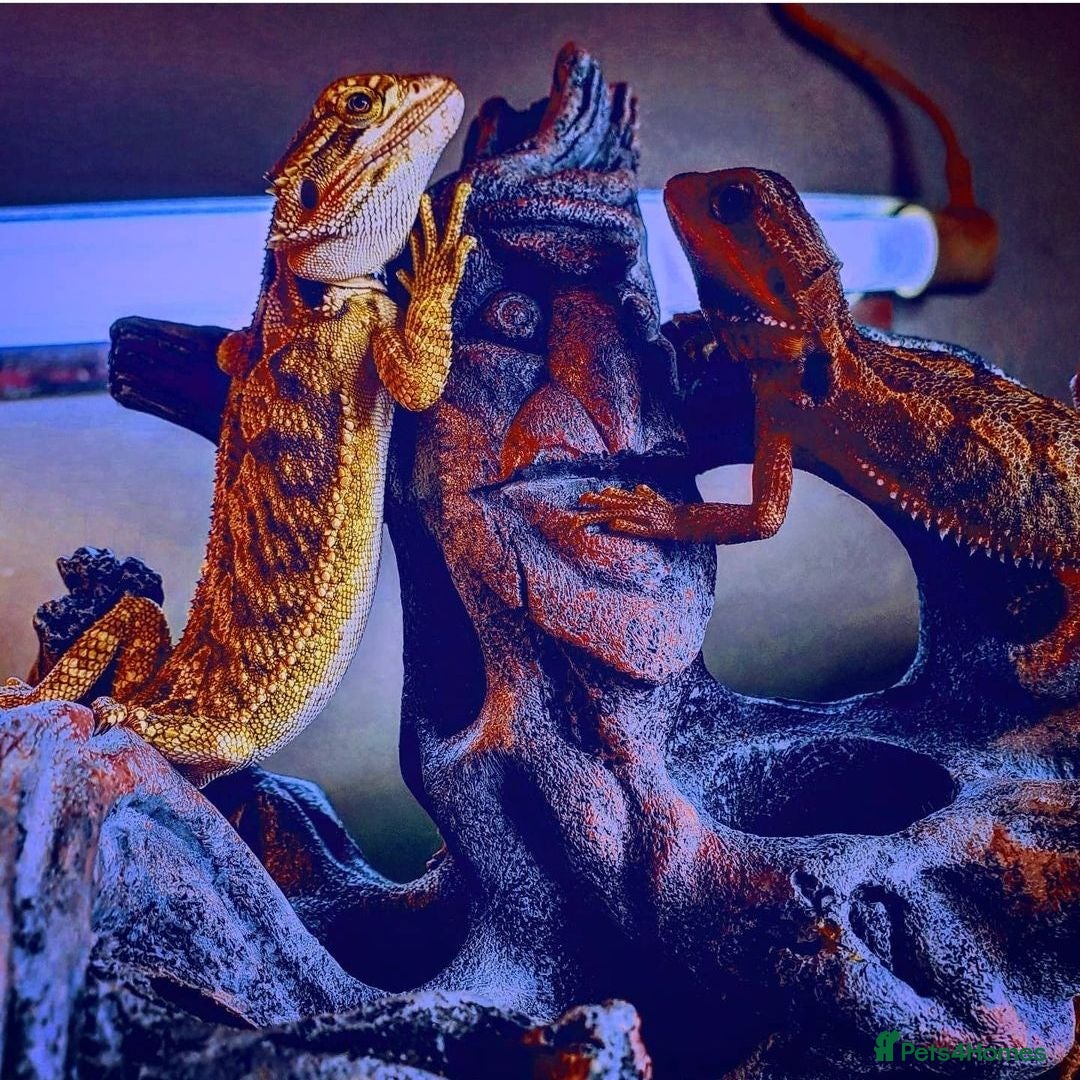 Bearded Dragon reptiles Citrus Bearded dragon babies - Advert 16