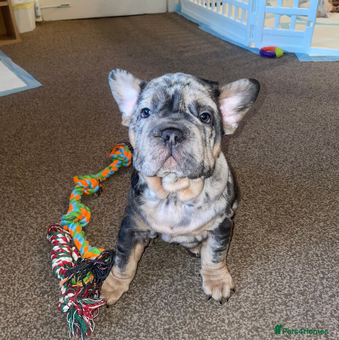 French Bulldog dogs for sale: Only 1 boy left and ready to leave 😍 - Advert 3