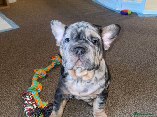 French Bulldog dogs - Advert 3