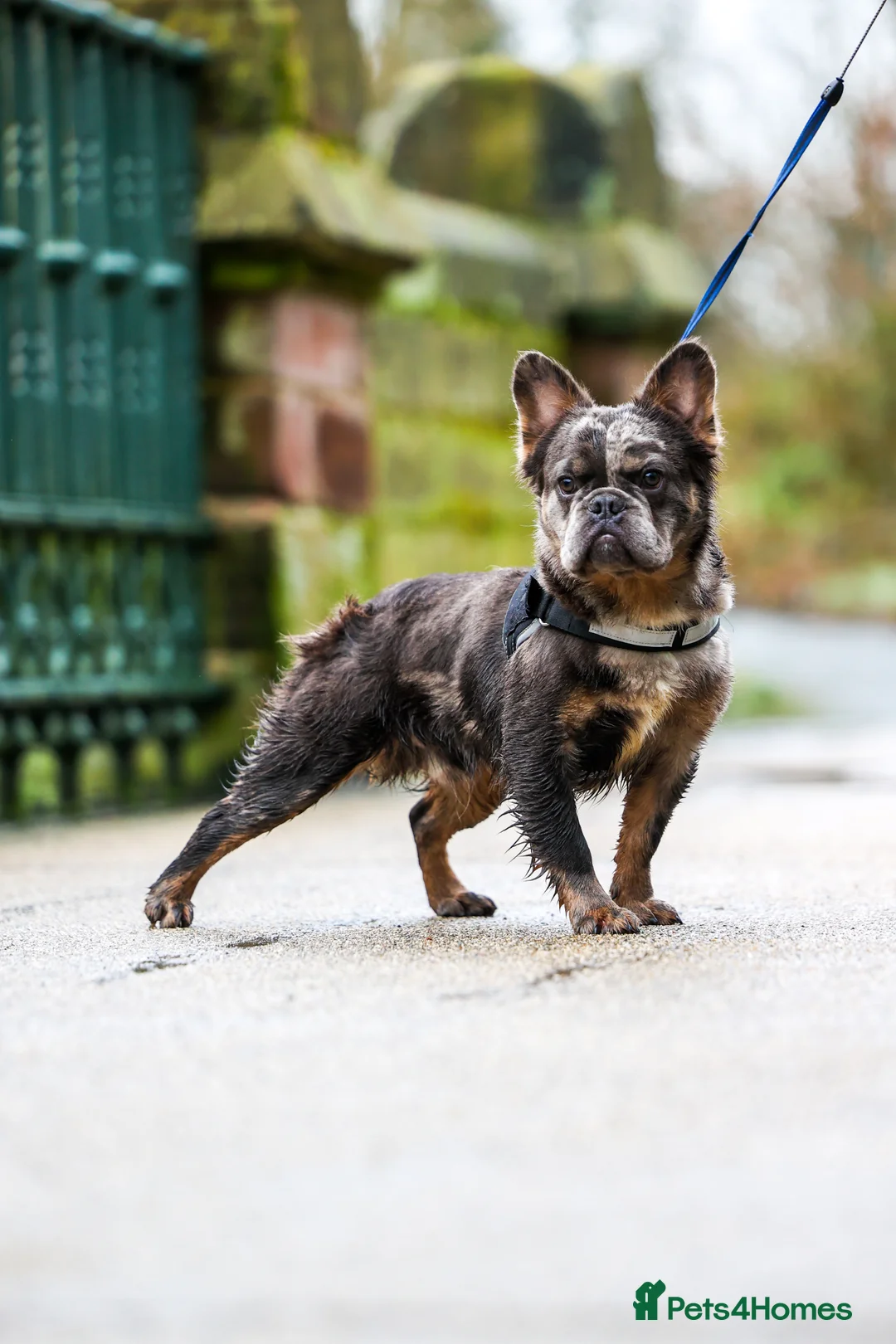 French Bulldog dogs for sale: Fluffy frenchie - Advert 1