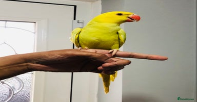 Ringnecks birds - Advert 4