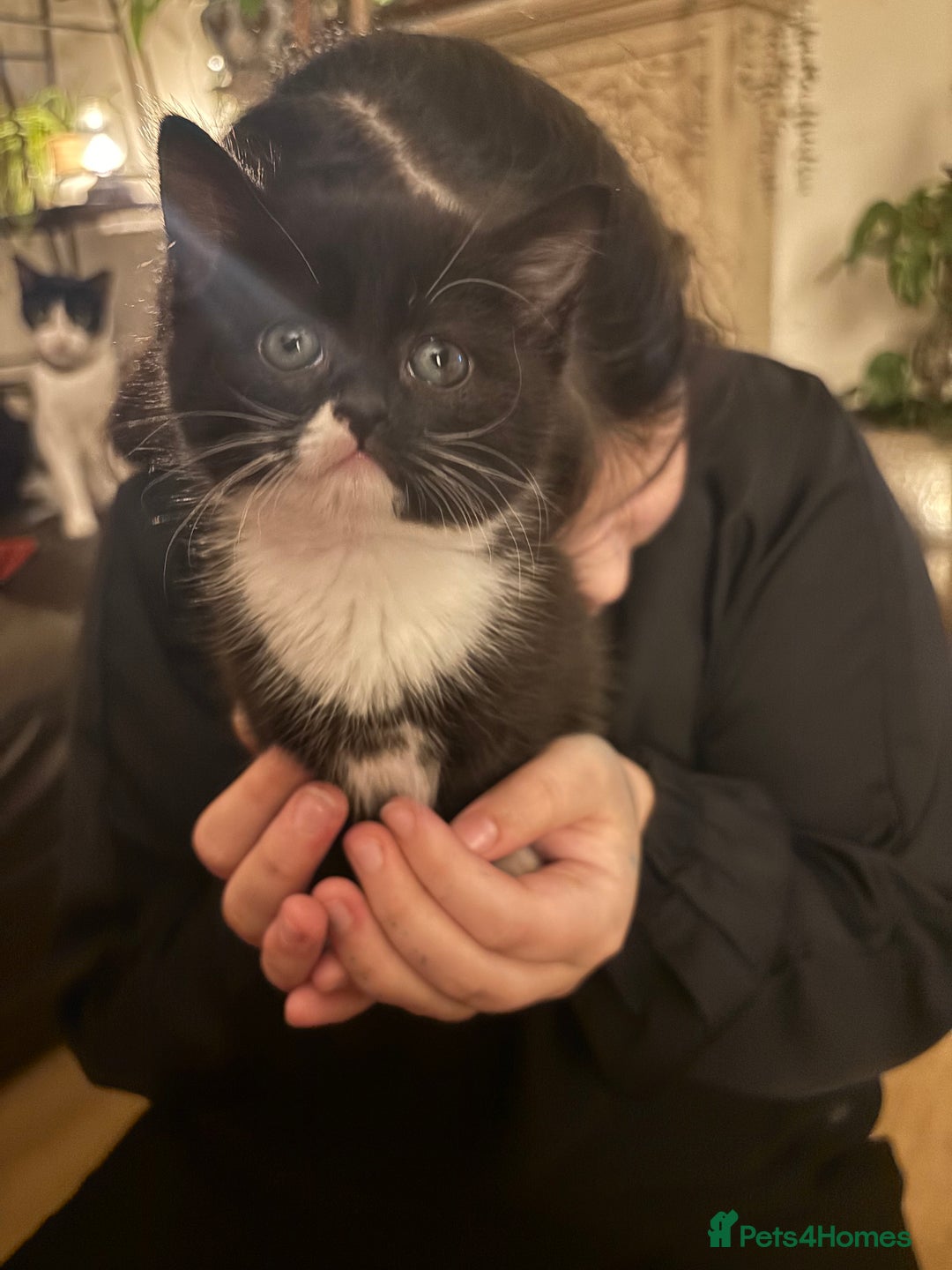 Mixed Breed cats for sale: Nearly ready to leave beautiful male kitten  - Advert 3