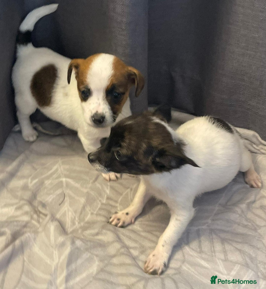 Jack Russell dogs for sale: Miniature jack Russell puppies  - Advert 5